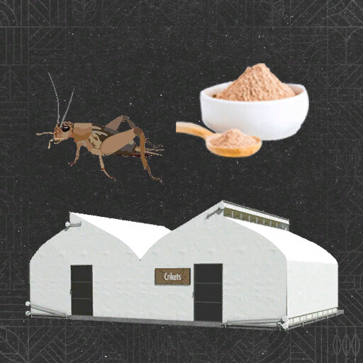 Insects Production