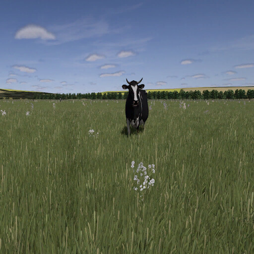Cows Farm