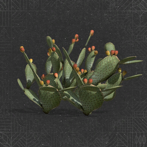 Prickly Pear Cactus