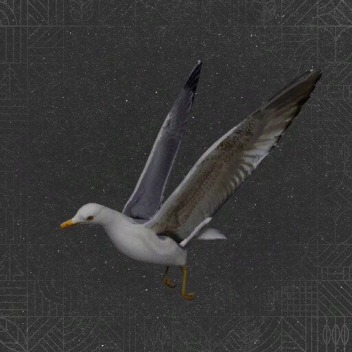 Field Gulls
