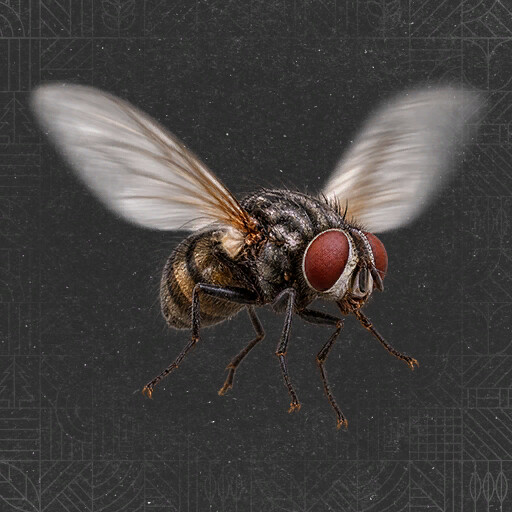 Livestock Flies