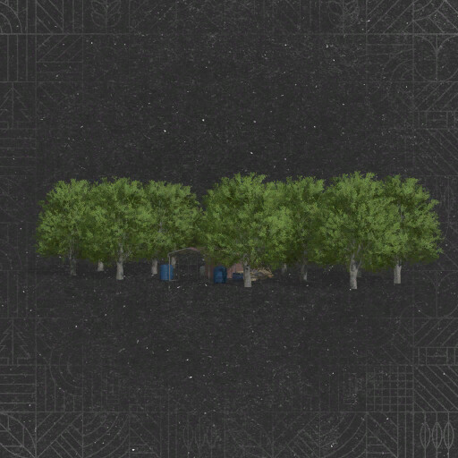 Maple Orchard