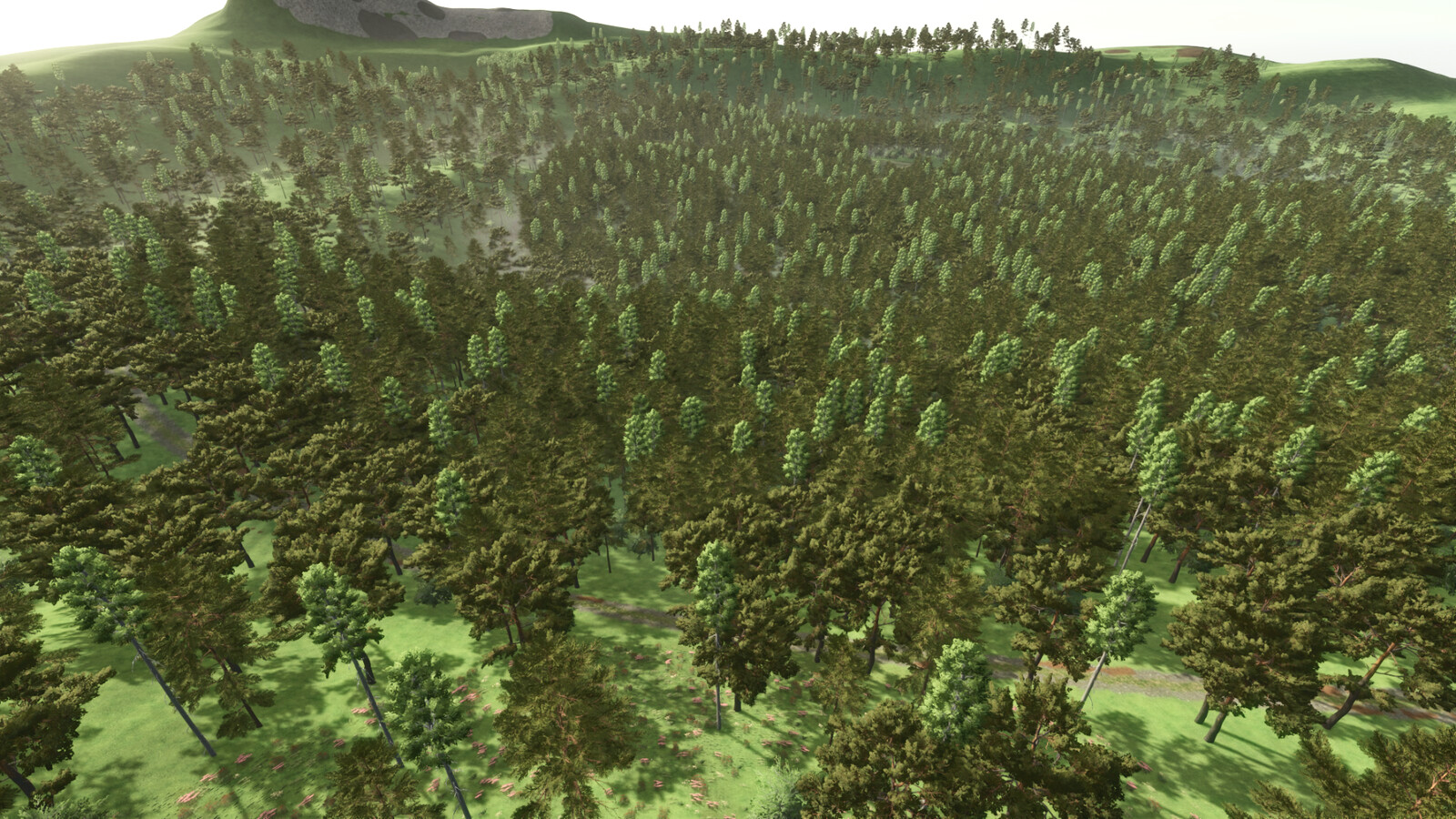 Forest Challenge