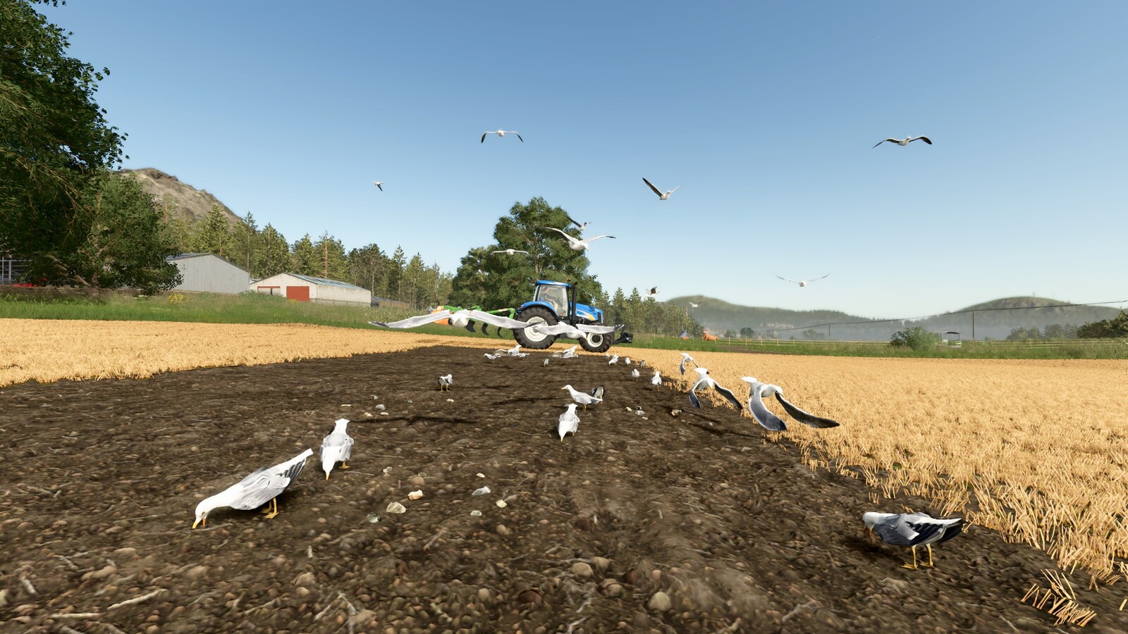 Field Gulls