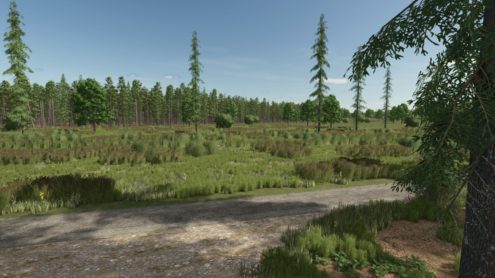 Sunshine Forest