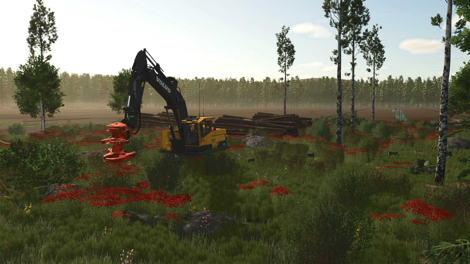 Sunshine Forest