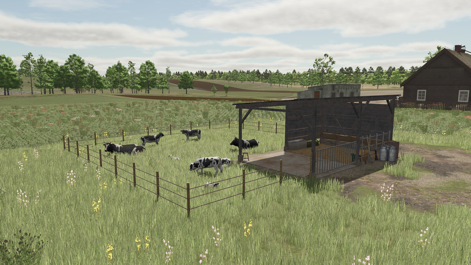 Polish Pasture For Cows