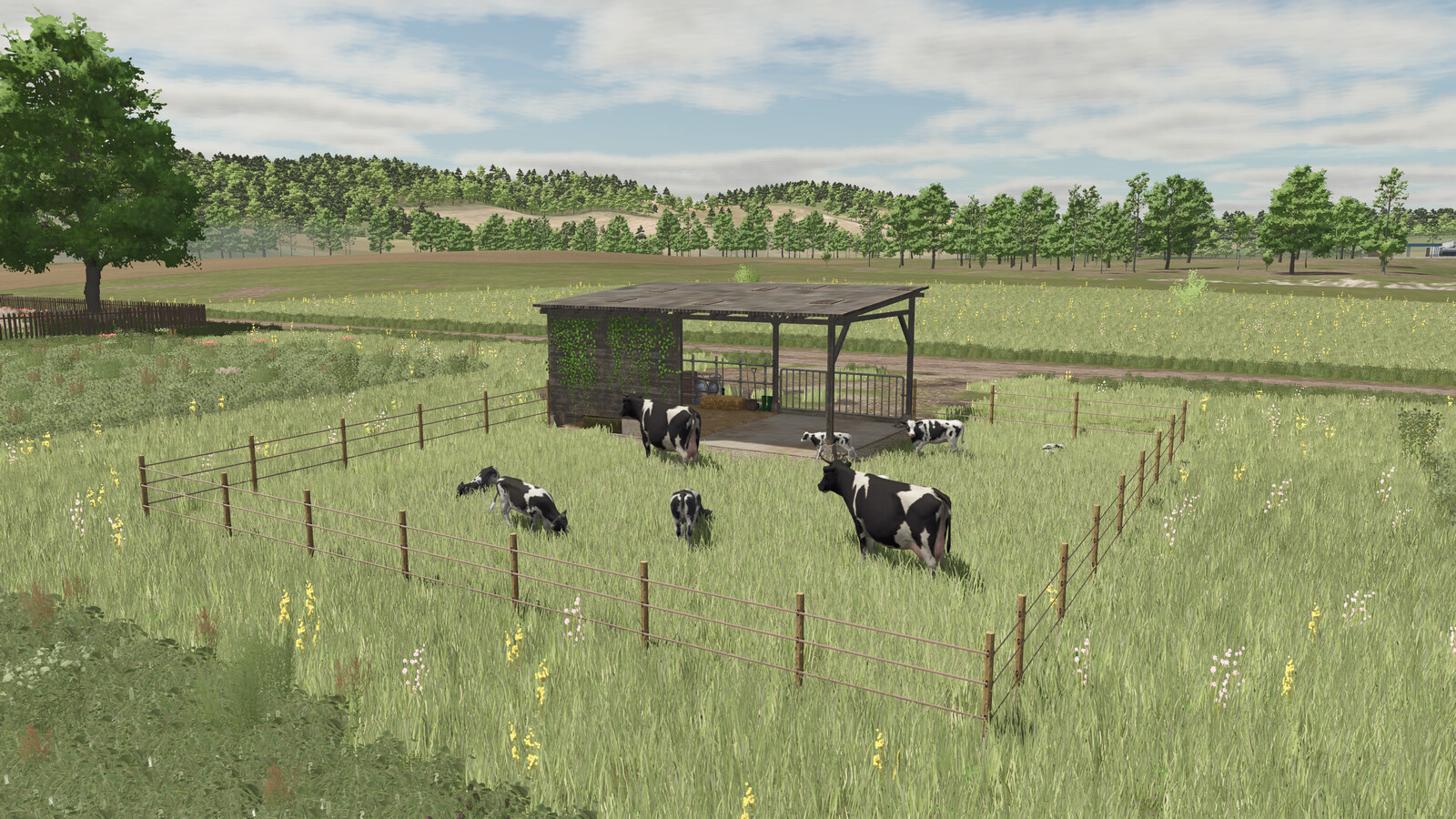 Polish Pasture For Cows