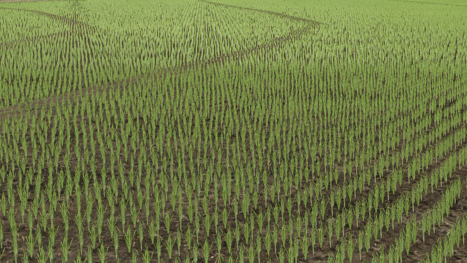 Rice Fields SA