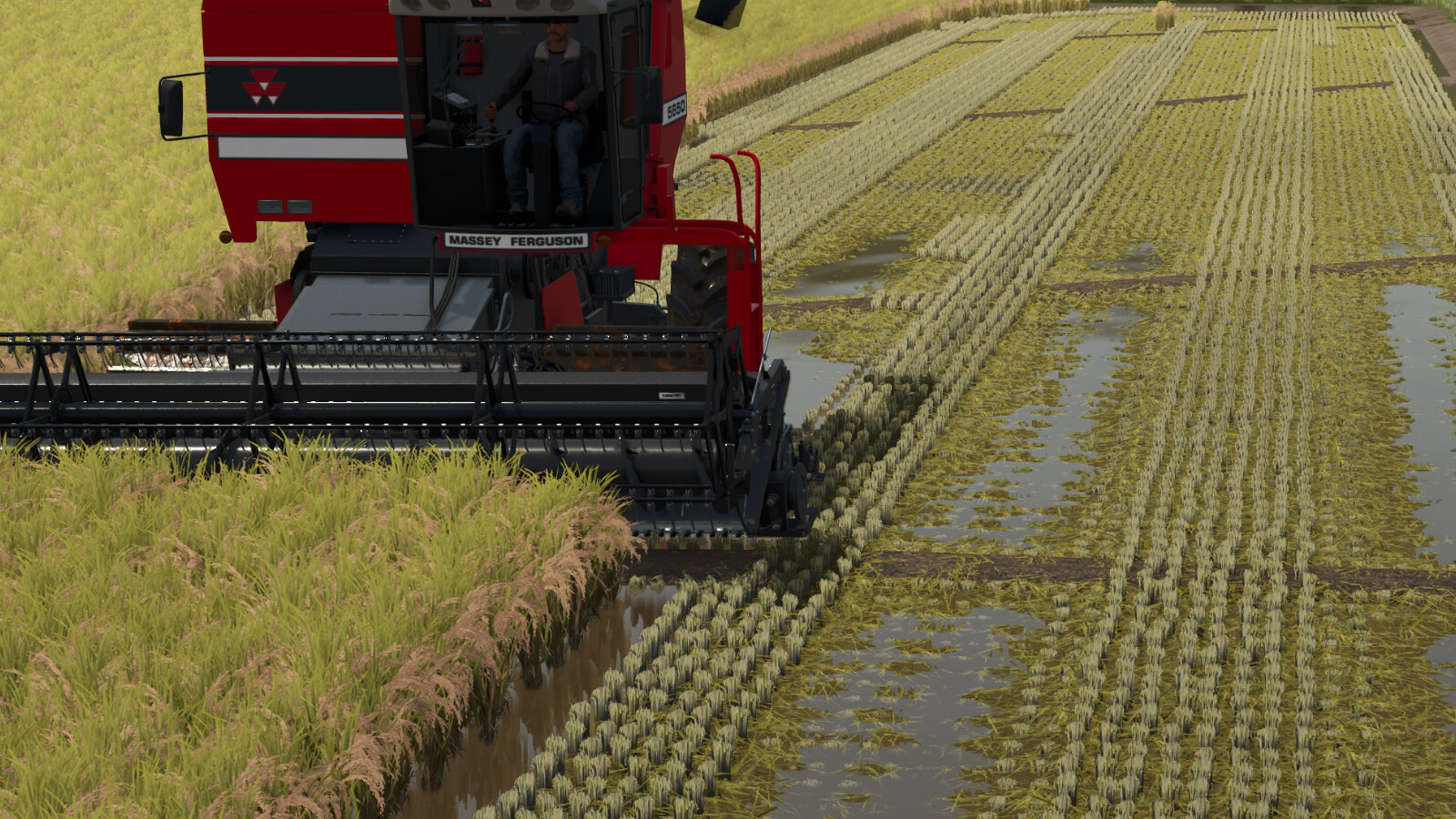 Rice Fields SA
