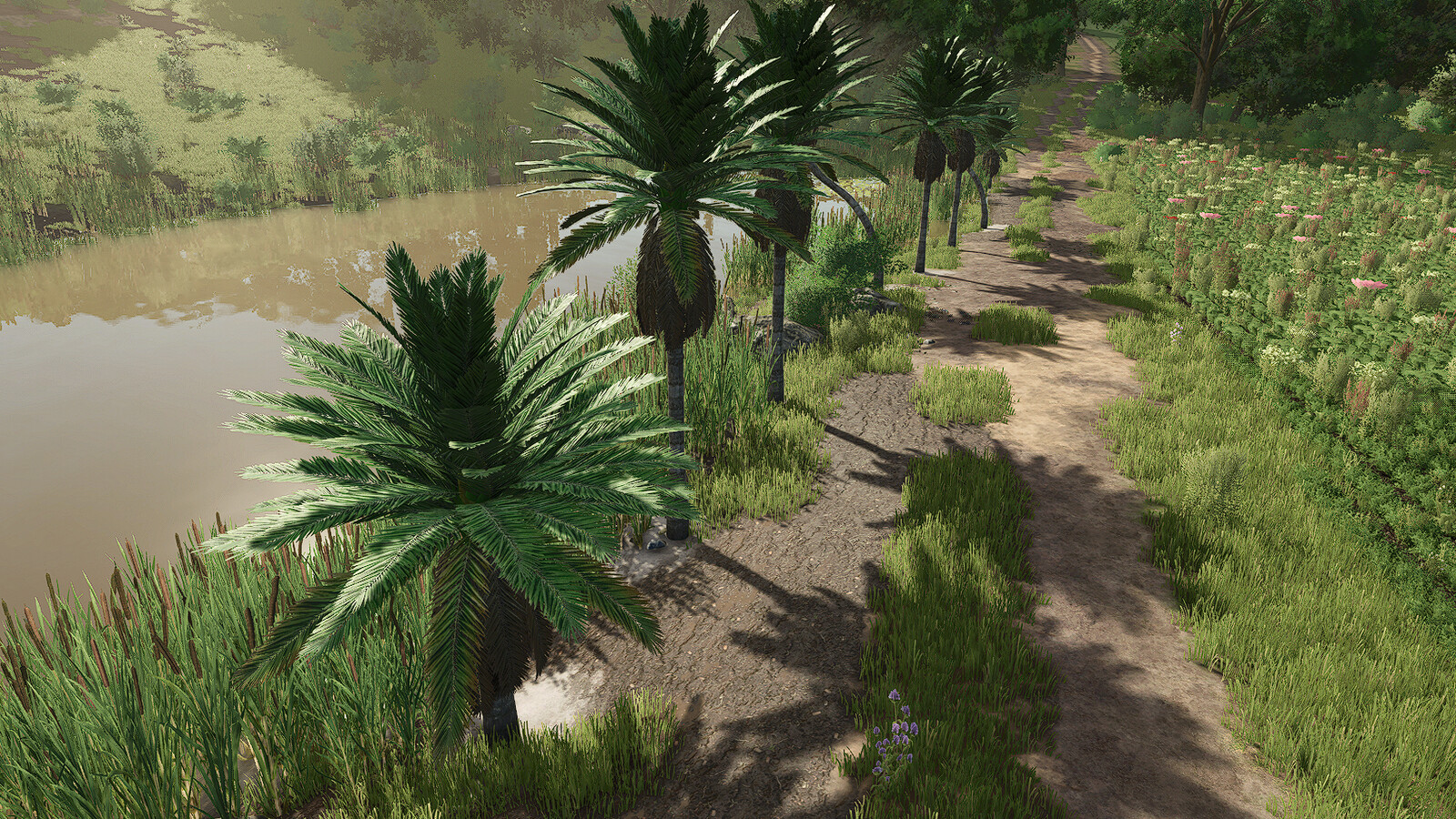 Coconut Trees