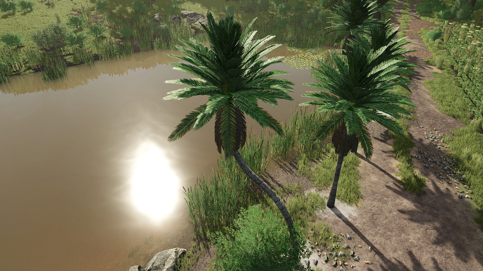 Coconut Trees