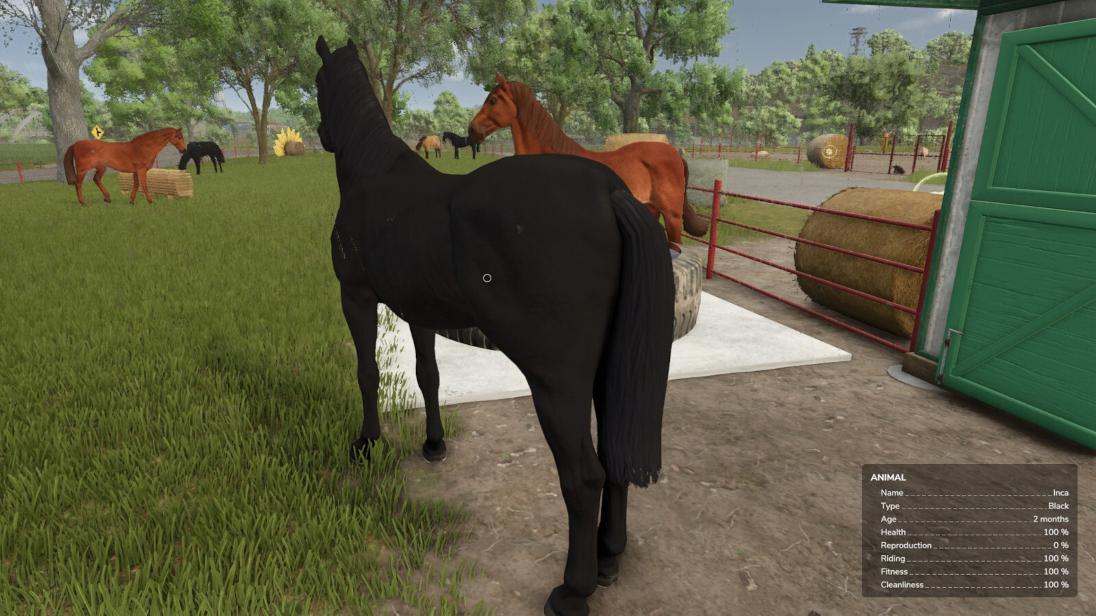 Auto Horse Care